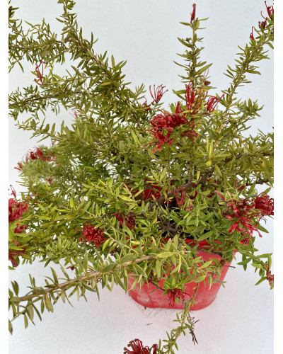 Grevillea juniperina New Blood cont 3L