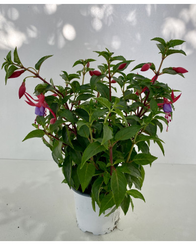 Fuchsia pot d.14cm