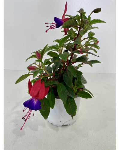 Fuchsia pot d.14cm