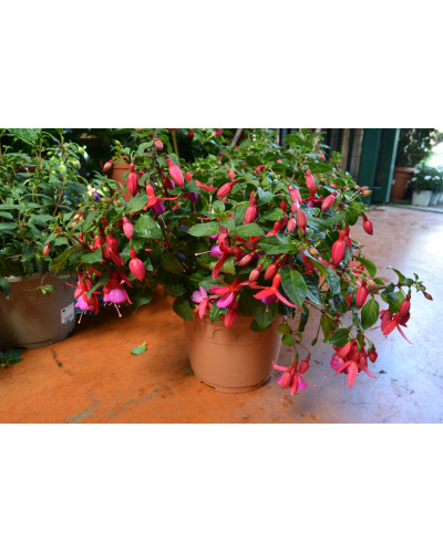 Fuchsia pot d.14cm