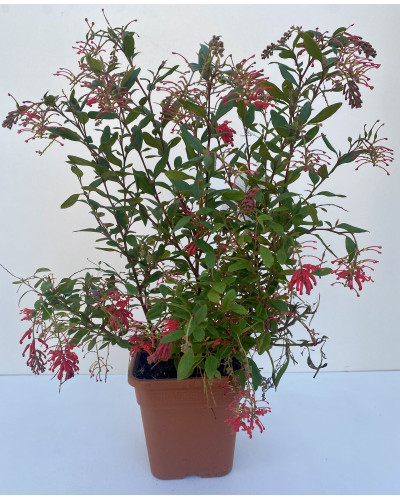 Grevillea rhyolitica tige 60cm