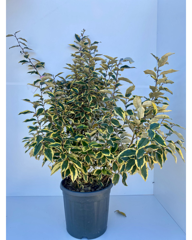 Elaeagnus ebbingei Gilt Edge cont.8L