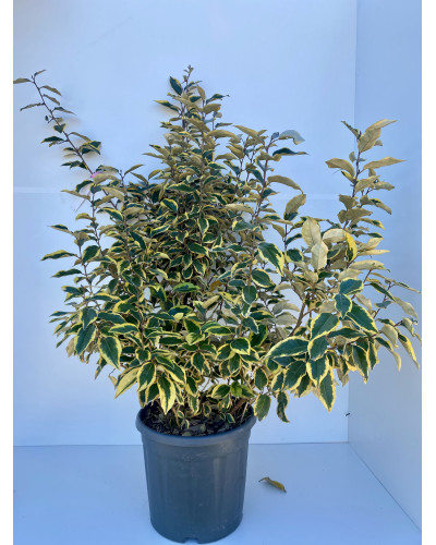 Elaeagnus ebbingei Gilt Edge cont.8L