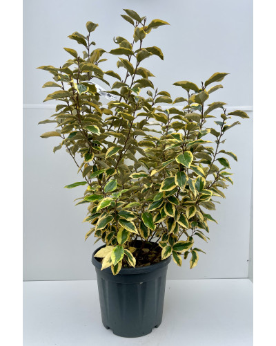 Elaeagnus ebbingei Gilt Edge cont.8L