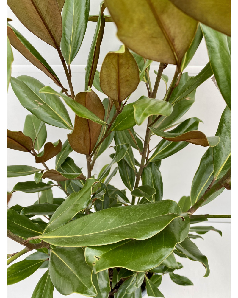 Magnolia grandiflora pot de 5L