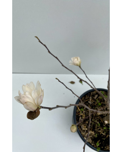 Magnolia grandiflora pot de 5L