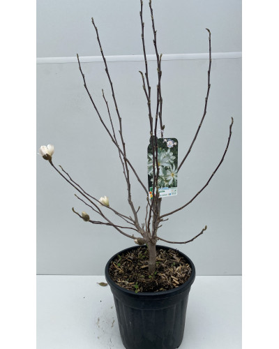 Magnolia grandiflora pot de 5L