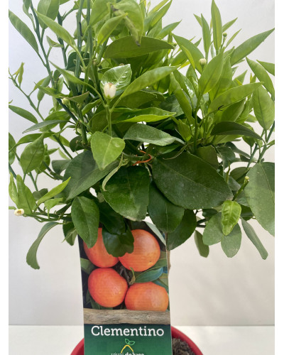 Citrus clementina pot d.20cm