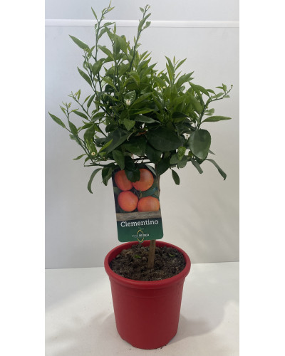 Citrus clementina pot d.20cm