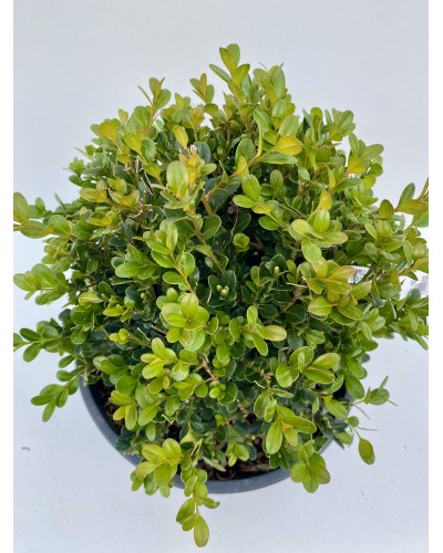 Buxus microphylla Faulkner cont.30L