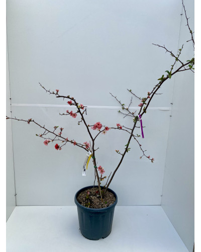 Chaenomeles speciosa 'Toyo-nishiki' cont.15L