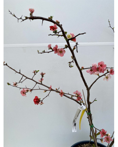 Chaenomeles speciosa 'Toyo-nishiki' cont.15L