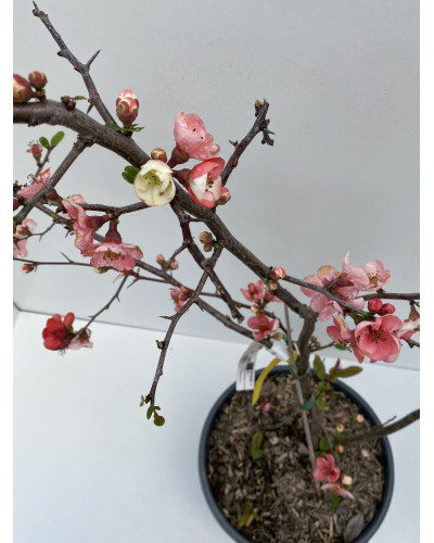 Chaenomeles speciosa 'Toyo-nishiki' cont.15L