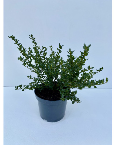 Ceanothus Repens pot de 3L