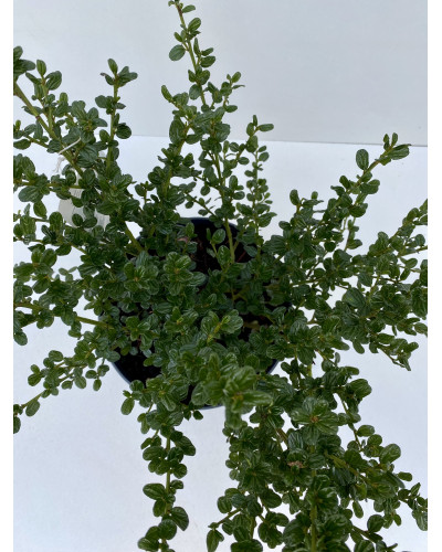 Ceanothus Repens pot de 3L