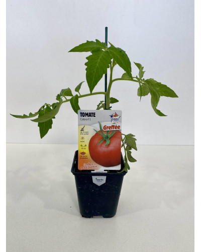 Tomate Cobra ronde, greffée, cont de 0,5L