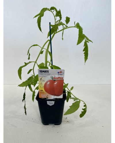 Tomate Coeur de boeuf, greffée, cont de 0,5L