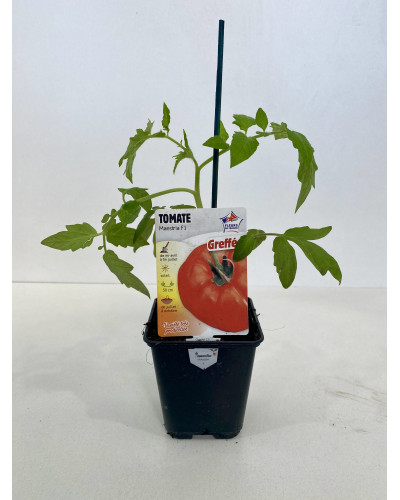 Tomate Maestria, greffée, cont de 0,5L