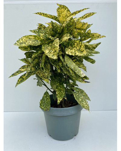 Aucuba japonica Crotonifolia cont 10L