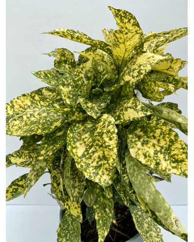 Aucuba japonica Crotonifolia cont 10L