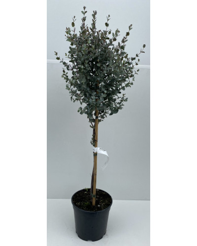 Eucalyptus gunnii cont.7L