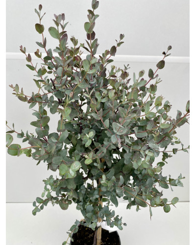 Eucalyptus gunnii cont.7L