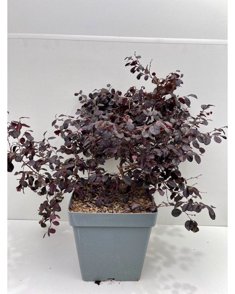 Loropetalum chinense Black Pearl