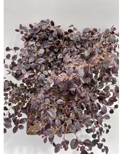 Loropetalum chinense Black Pearl