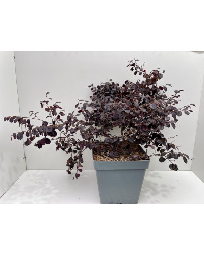 Loropetalum chinense Black Pearl