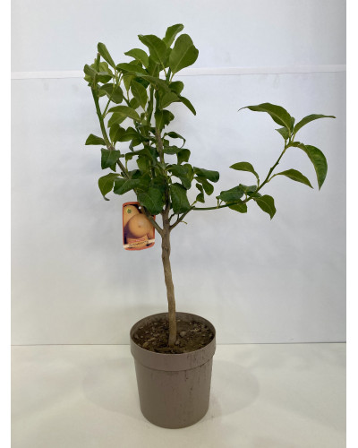 Bergamote pot de 20L