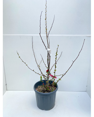 Chaenomeles speciosa Scarlet Storm cont.15L