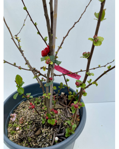 Chaenomeles speciosa Scarlet Storm cont.15L