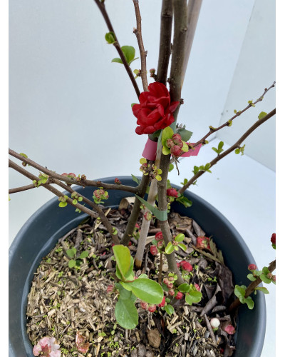 Chaenomeles speciosa Scarlet Storm cont.15L