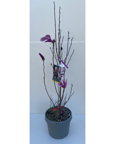 Magnolia Susan cont.8L