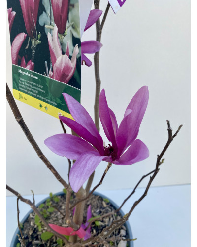 Magnolia Susan cont.8L