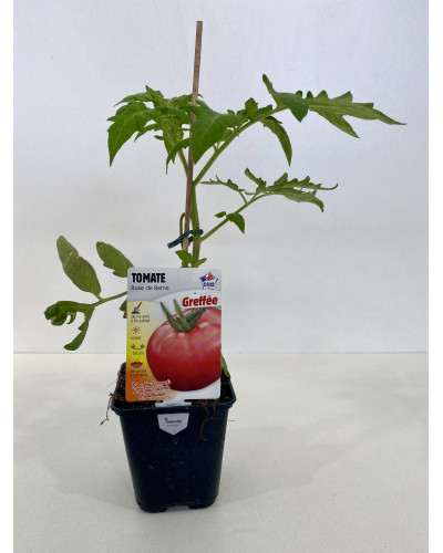 Tomate Rose de Berne, greffée, conteneur de 0,5L