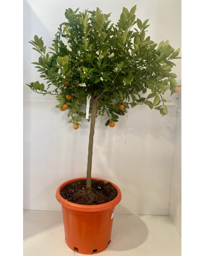 Calamondin tige cont.30L