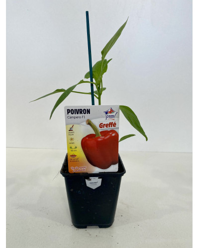 Poivron, Capsicum annuum Campero, greffé cont.0.5 L