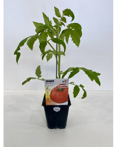 Tomate Saint pierre, greffée, cont de 0,5L