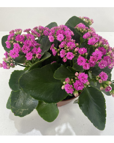 Kalanchoé de Blossfeld Coupe 23cm