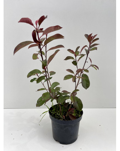 Photinia Red Robin 3L