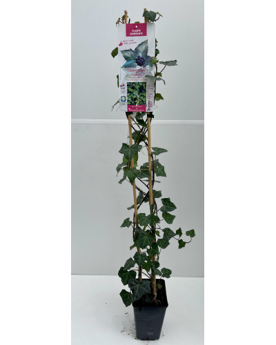 Hedera helix 'Hibernica' pot 3L