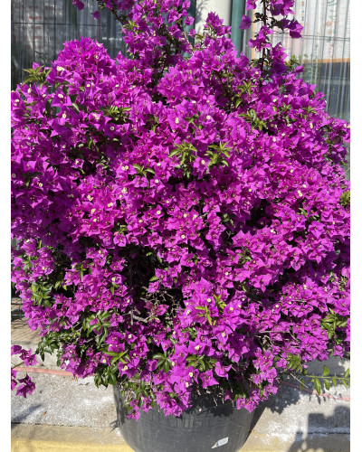 Bougainvillea 'Sanderiana Alexandra' boule cont.230L