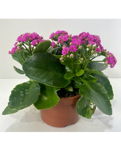 Kalanchoé de Blossfeld Coupe 23cm