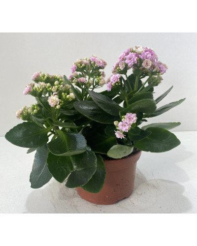 Kalanchoé de Blossfeld Coupe 23cm