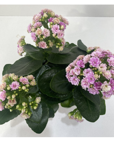 Kalanchoé de Blossfeld Coupe 23cm