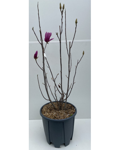 Magnolia liliflora Nigra cont.15-18L