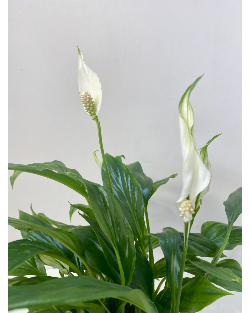 Spathiphyllum hybride pot d.17cm