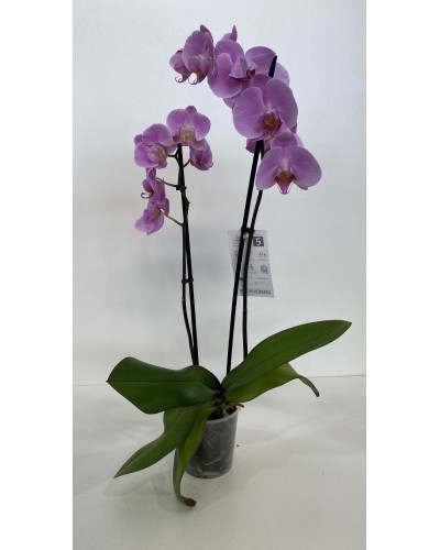 Orchidée phalaenopsis pot d.12cm