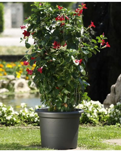 Soucoupe PVC Medea Anthracite 22 cm